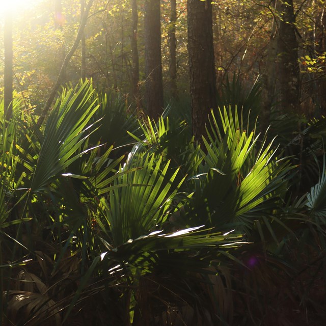 The sun peeking through palmettos