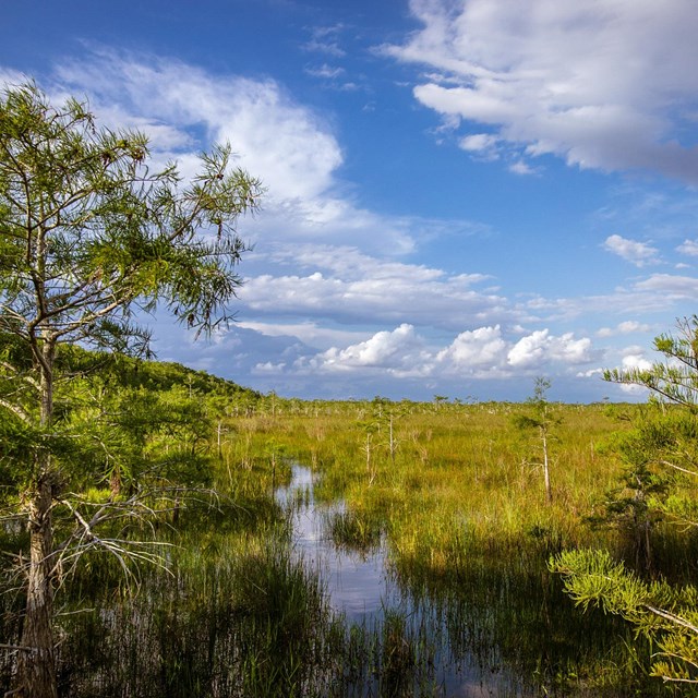 A sunny cypress swamp.