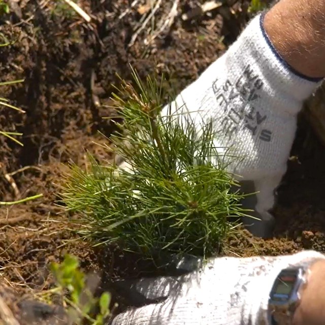 gloved hands plant a small whitebark pine tree