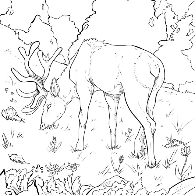 An illustration of an outline of an elk.