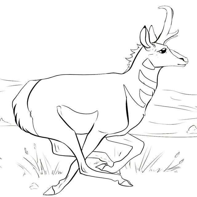 An illustration of an outline of a pronghorn.