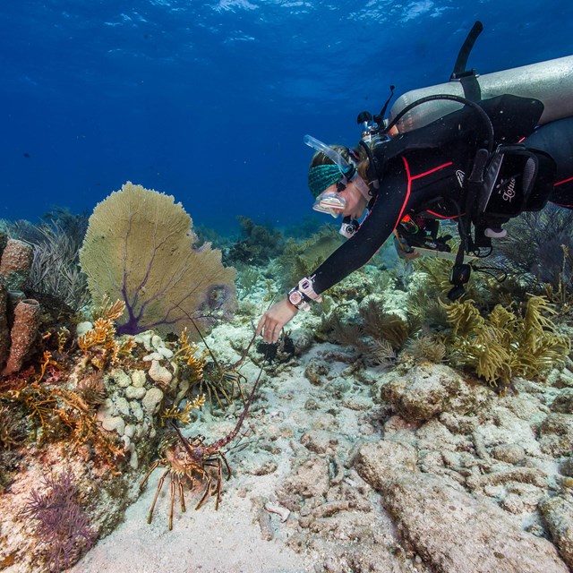 A scuba diver swims in the ocean among colorful coral.