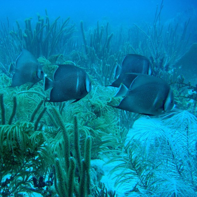 Gray Angelfish swim in the ocean among coral.