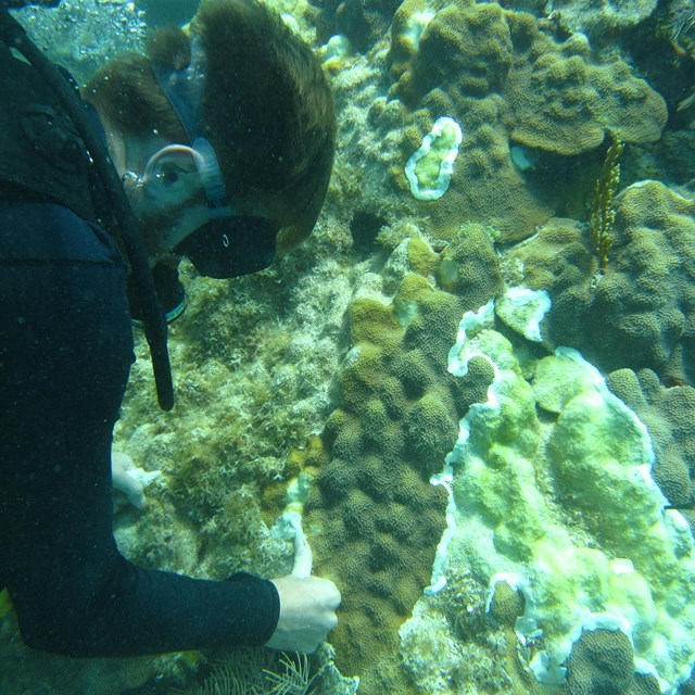 A diver applying amoxicillin paste to a diseased coral