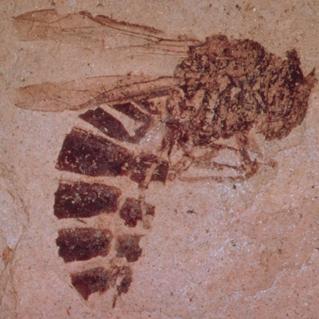 Fossilized insect