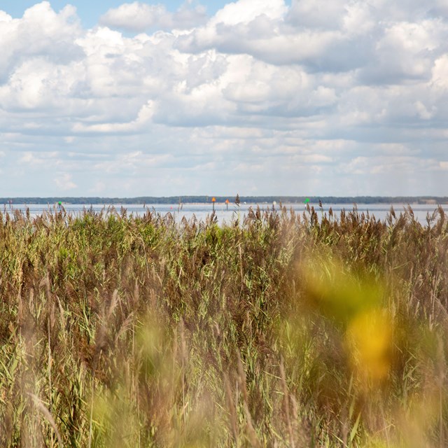 A field of dried plants with water and shoreline in the distance.