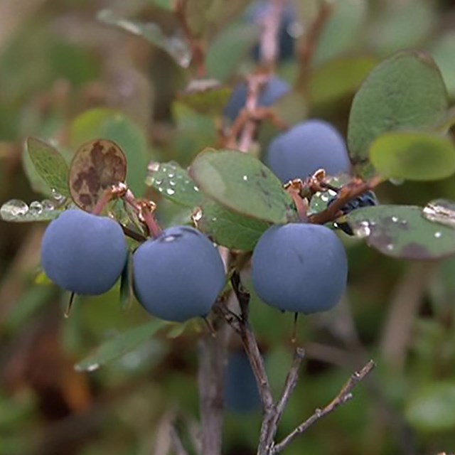 Two blueberries hang from a blueberry bush. 