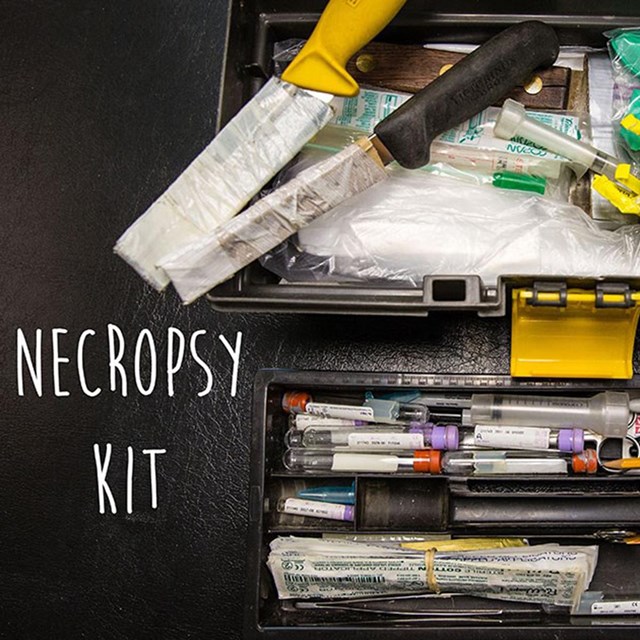 the contents of a necropsy kit including vials and swabs