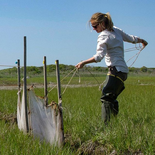 Jessica stands in a wetlands working with a net