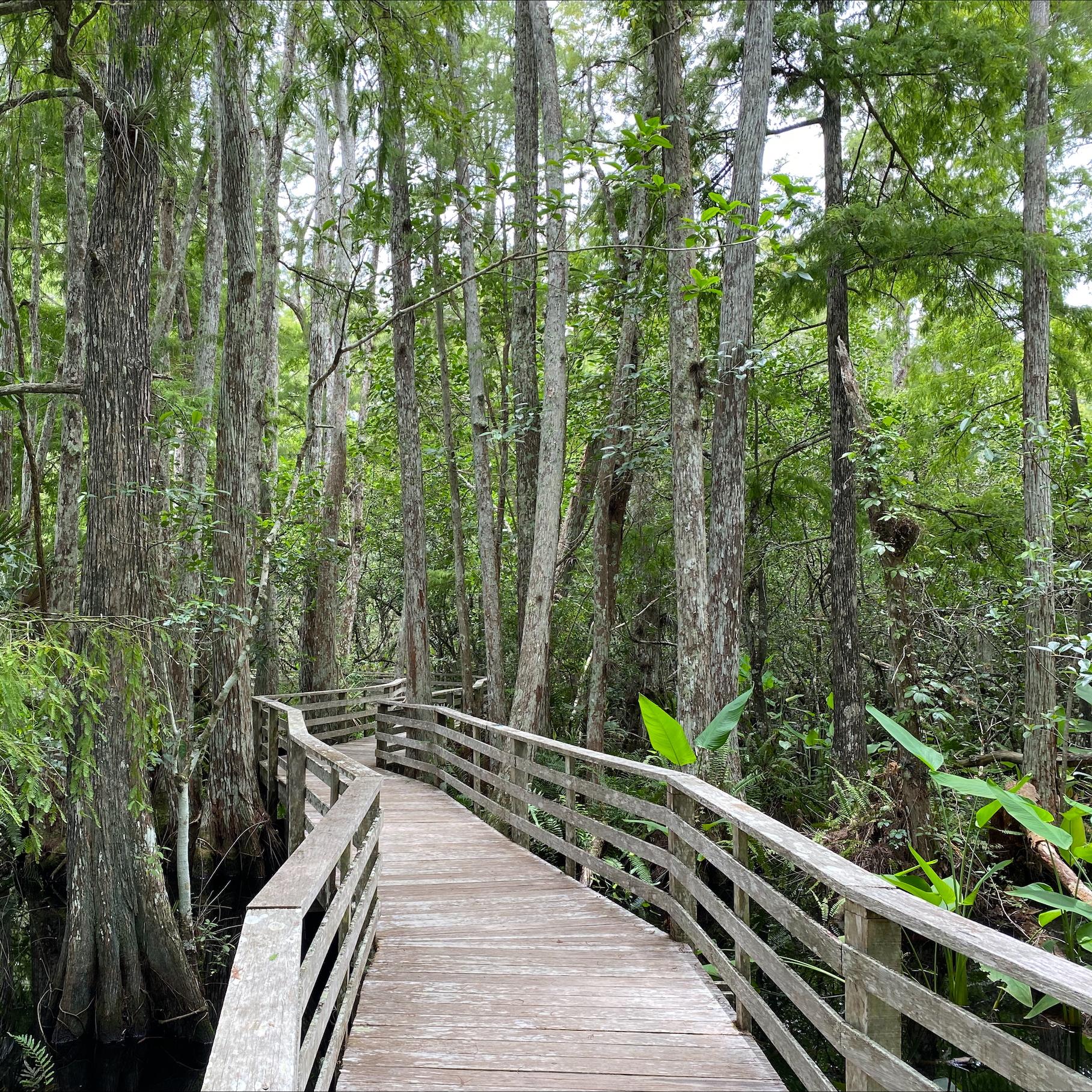 a boardwalk through a swamp with trees