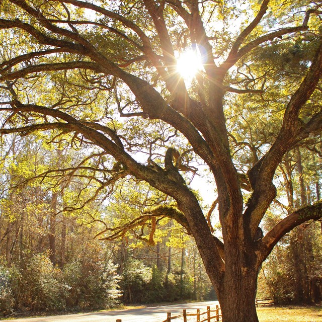 Sunlight poking through sprawling oak tree canopy