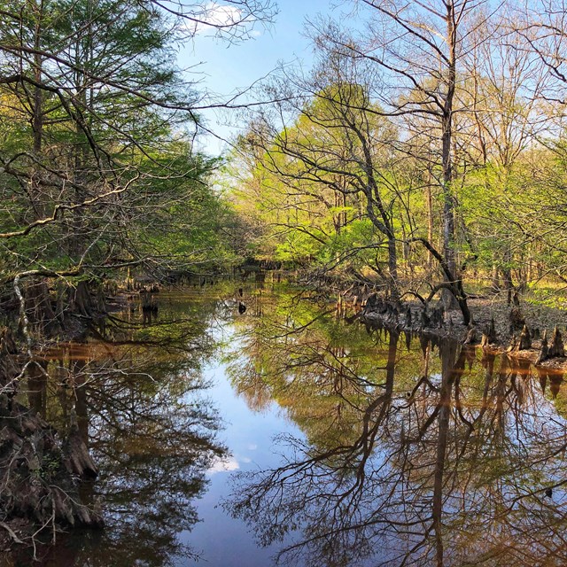 reflections of trees and the sky along a forested waterway