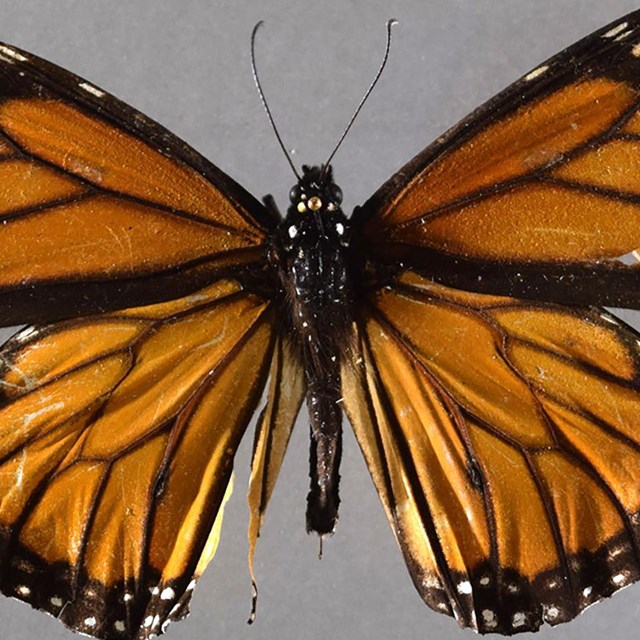 Monarch Butterfly