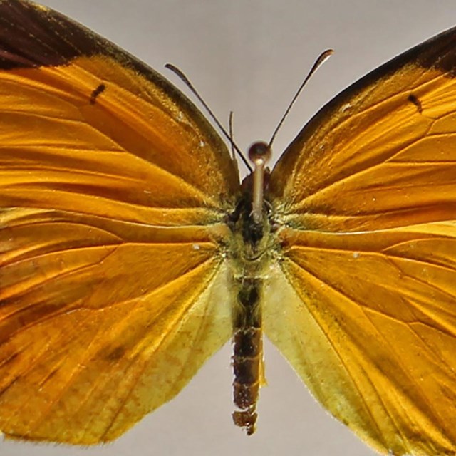 Sleepy Orange (Eurema nicippe)