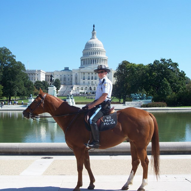A United States Park Police officer sits astride a horse with the U.S. Capitol in the background.