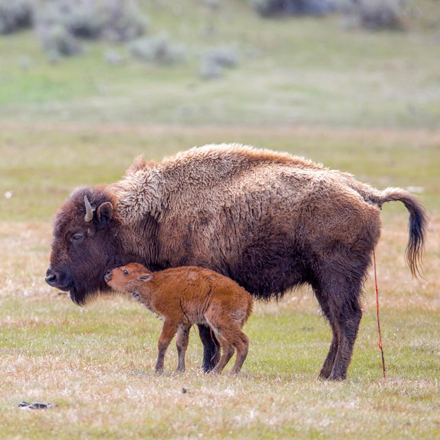 Bison and calf in a field