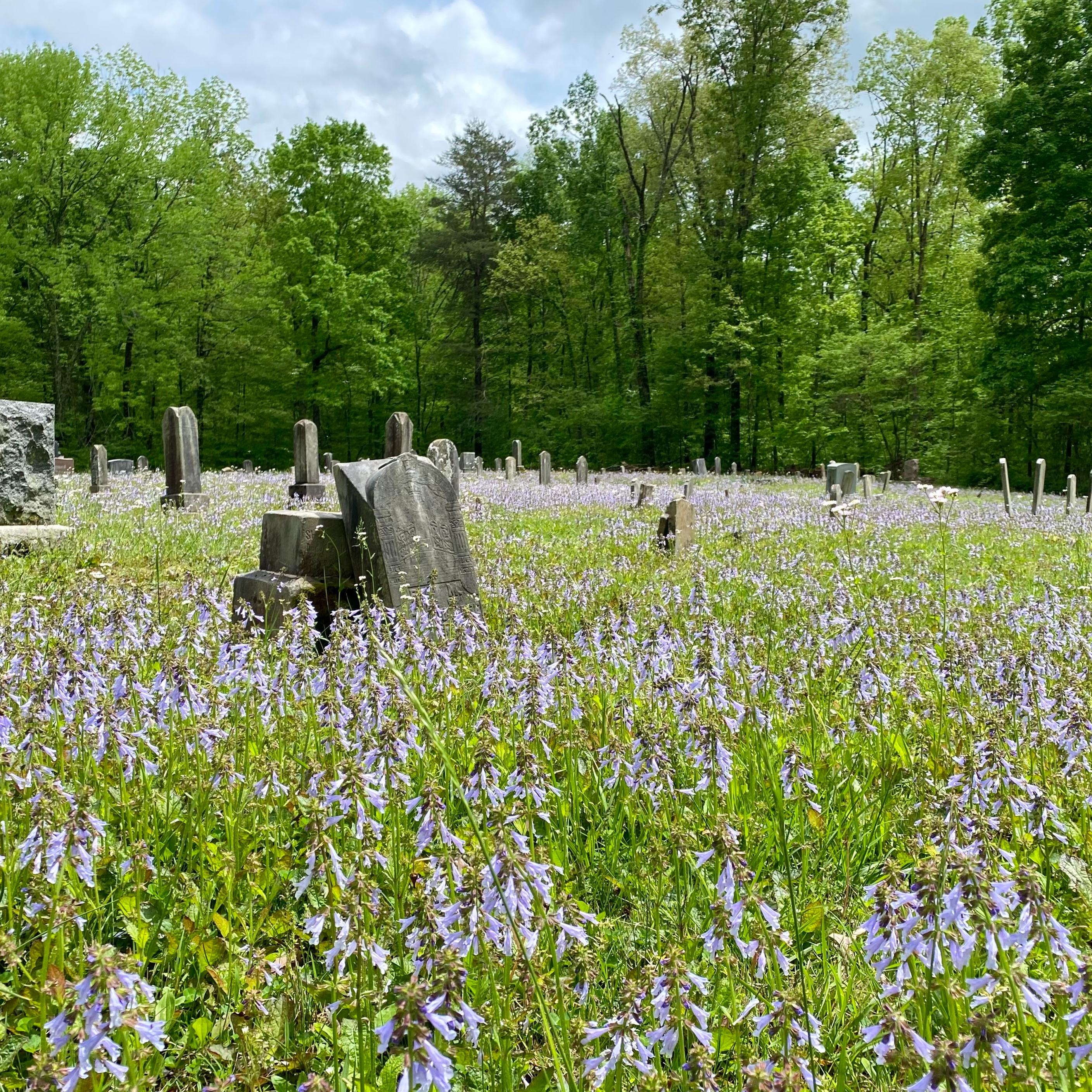 Gravestones in field