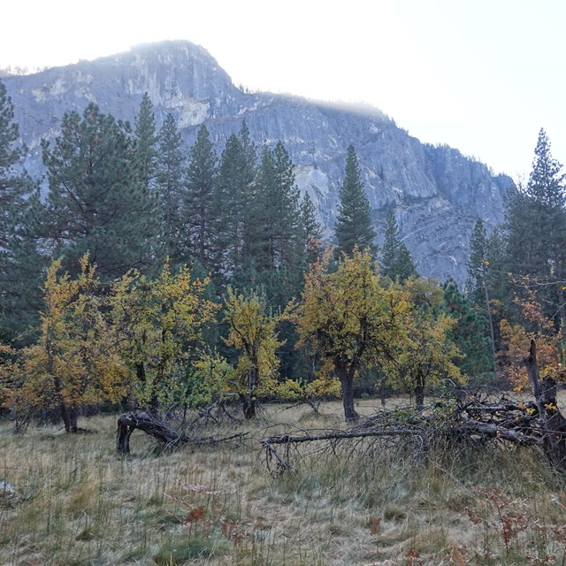 A field of apple trees leading to pine trees and a looming rock face in the distance.
