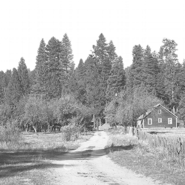 A dirt road with a ranch house on one side and an orchard on the other. 