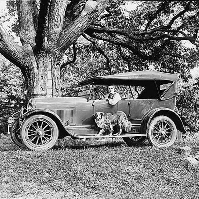Woman in historic car with dog