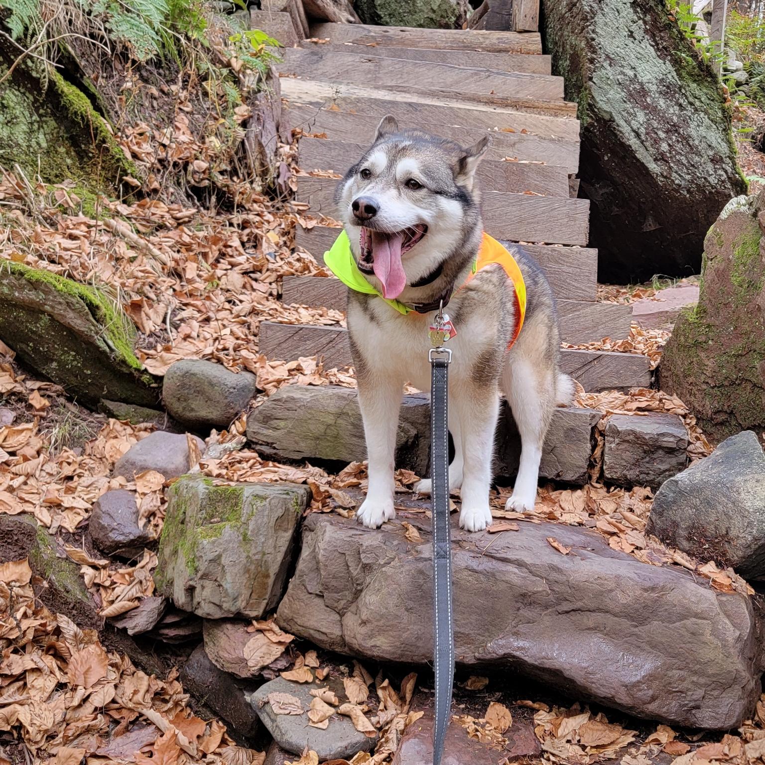 A white and gray dog sits on stone steps.
