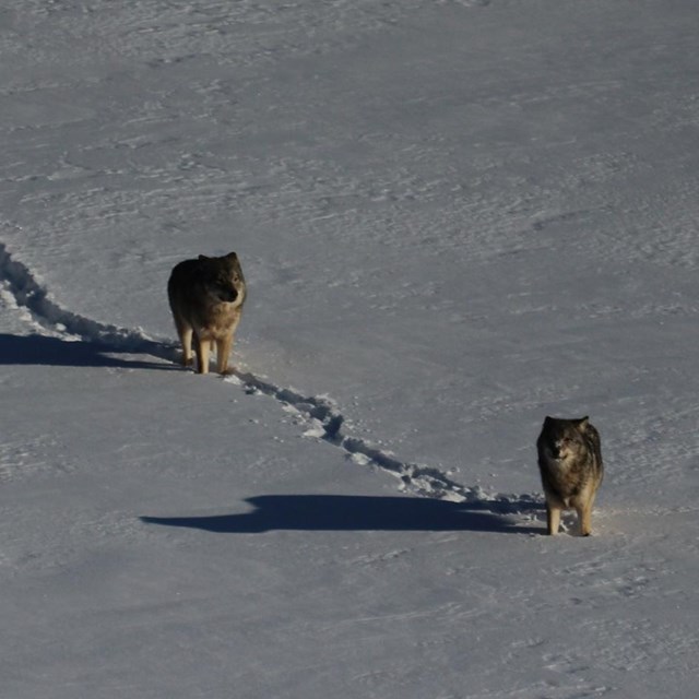 An aerial view of two wolves walking single file through fresh snow.