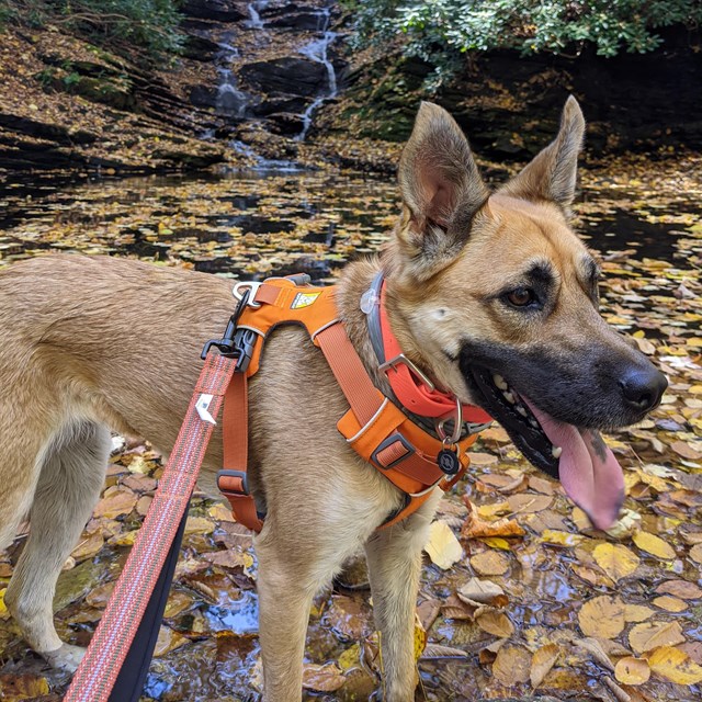 A brown dog in a fall scene. Leaves cover the ground. The dog has it's tongue out.