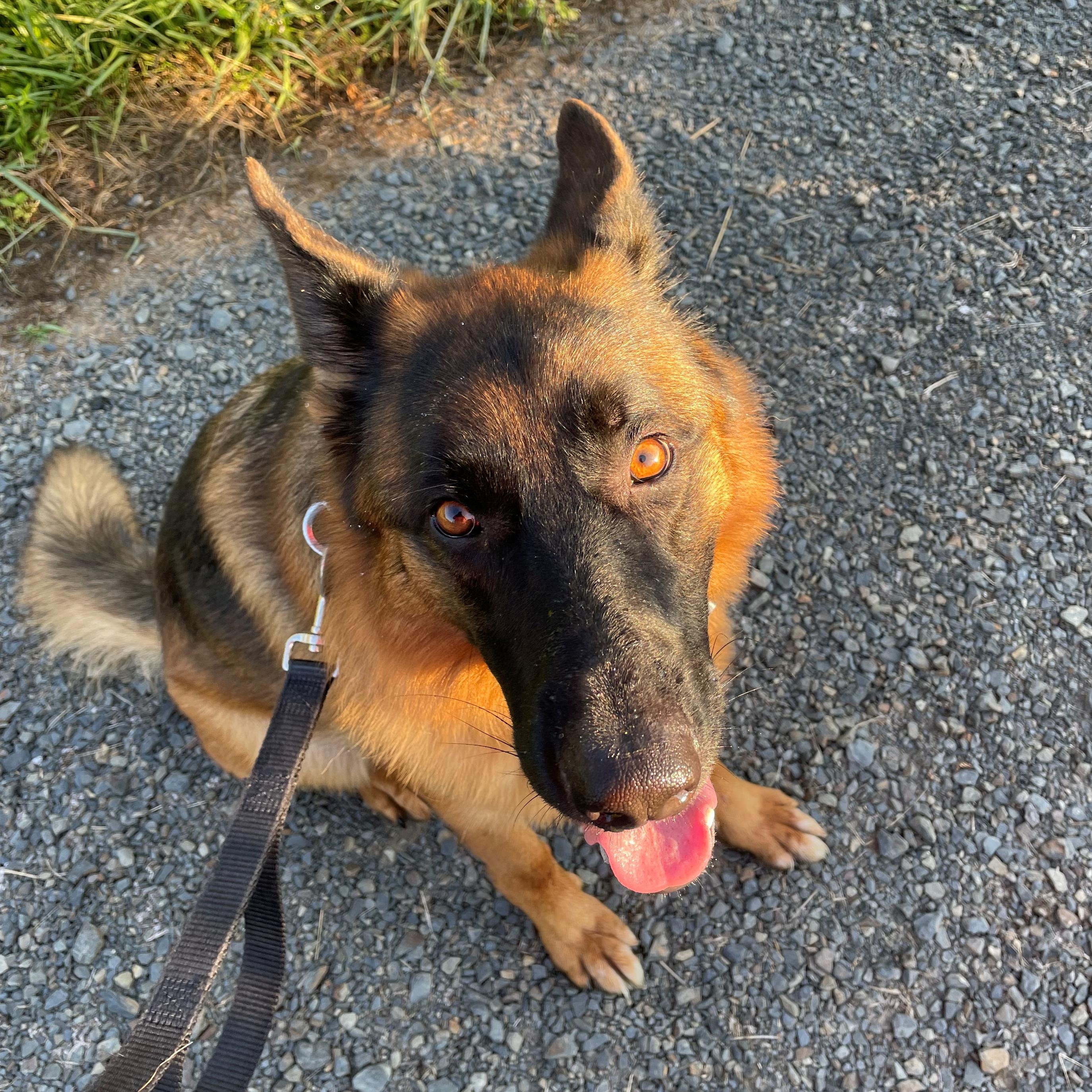 A black and tan dog sitting on a gravel trail