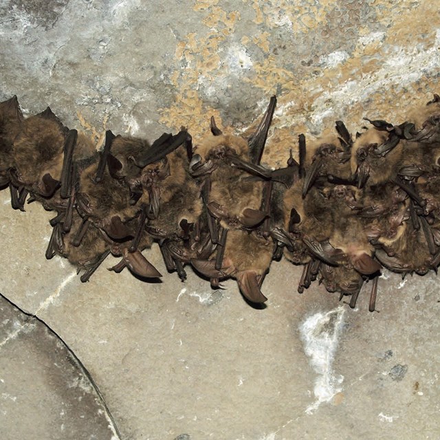 A group of bats hang from the ceiling in a cave