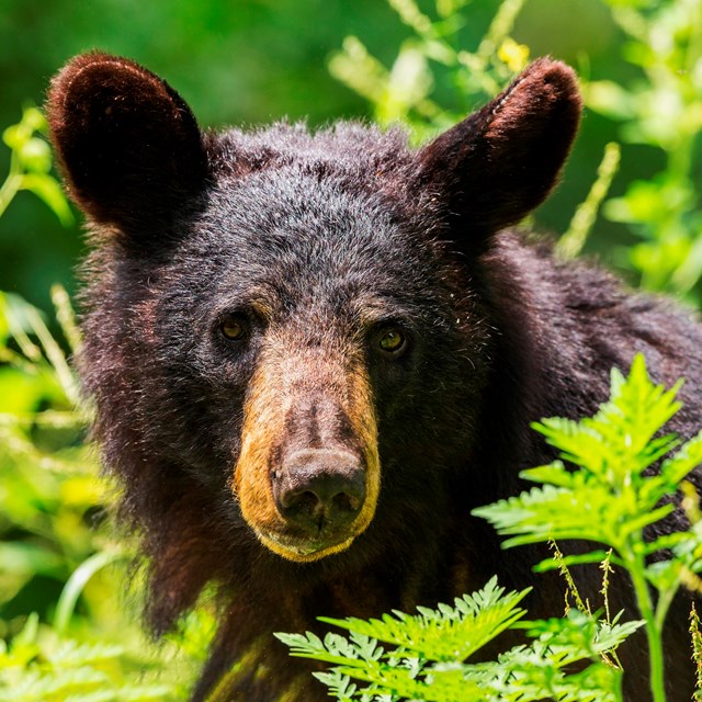 A black bear pokes its head out of green vegetation