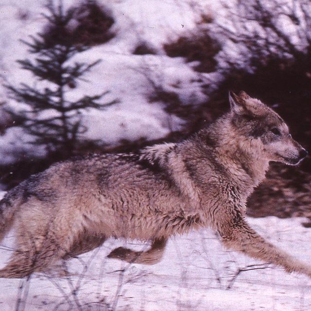 A gray wolf runs in the snow on Isle Royale. 