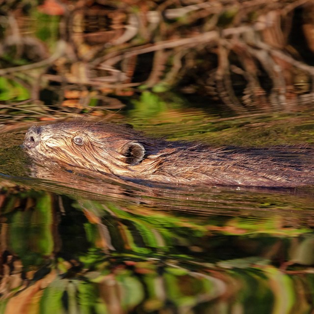 A beaver swims in an inland lake at Isle Royale. Reflected shoreline scenery can be seen in water. 