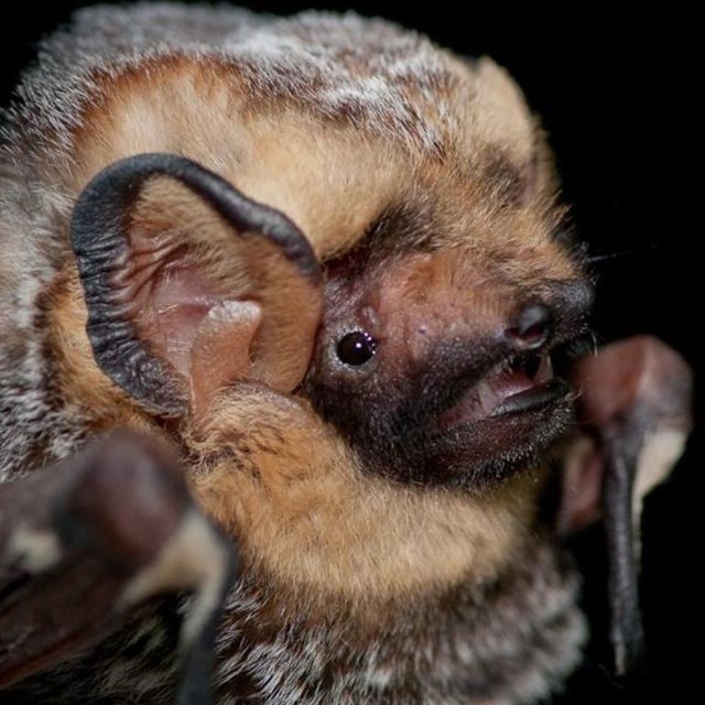 Up close brown hoary bat.