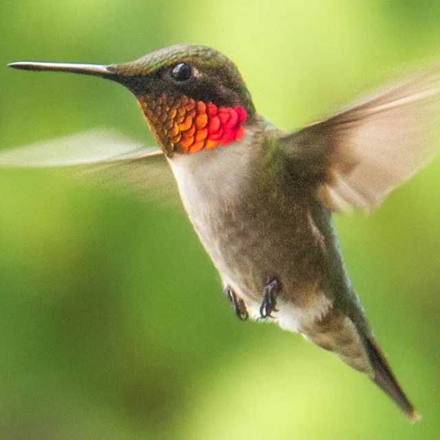 High resolution of the Ruby-throated hummingbird.