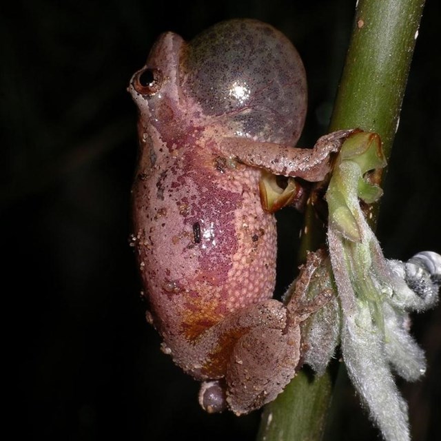 A spring peeper frog on the stem of a plant.