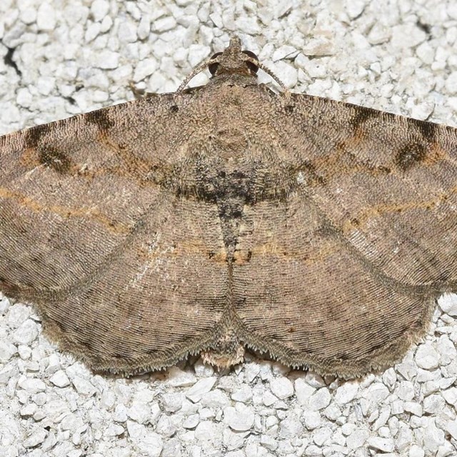 Up close image of a brown hollow-spotted angle moth.