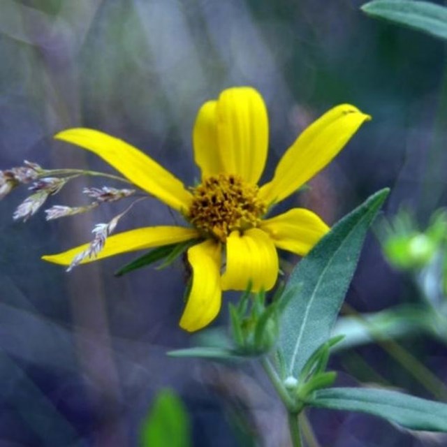 Yellow and brown flower that resembles a sunflower, but isn't.