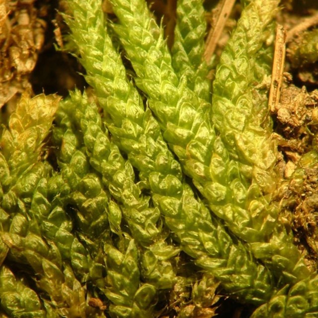 Close up image of bryoandersonia moss.