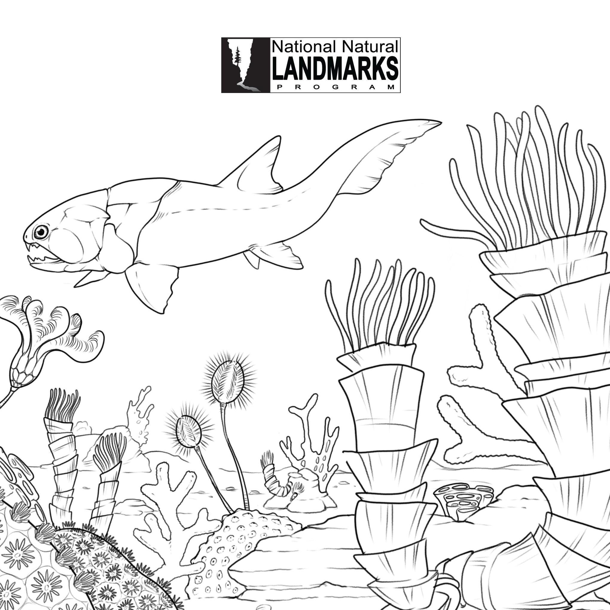 Drawing of ancient Devonian reef