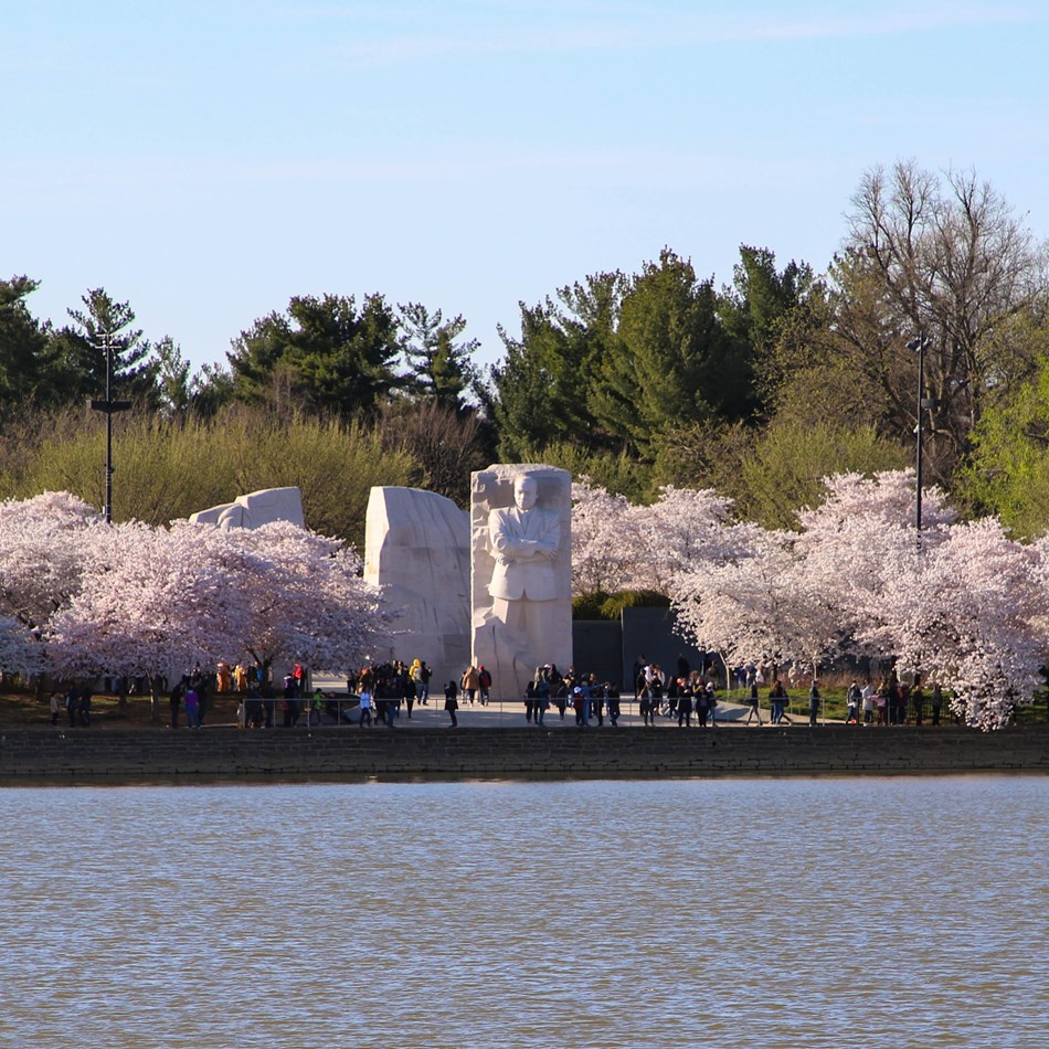 Cherry blossoms in full bloom on both sides of a tall statue of Martin Luther King Jr. 