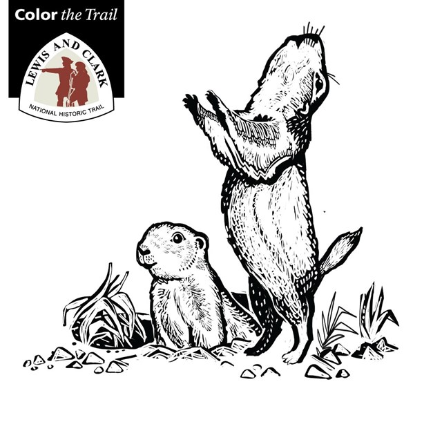 prairie dog coloring page
