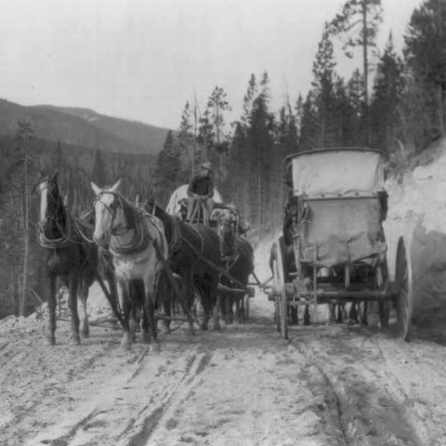 Wyo. - Yellowstone National Park: two stagecoaches passing on mt. road
