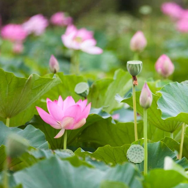 Pink lotus flower with green leaves.