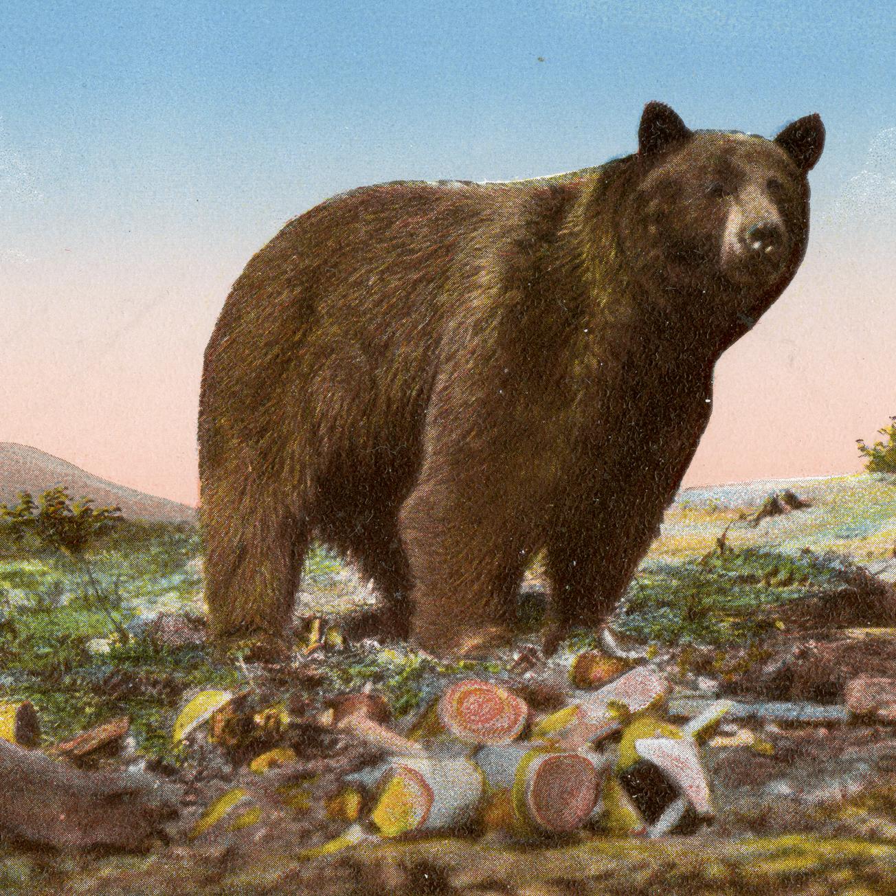 A Park Bear - Yellowstone Park (Postcard)