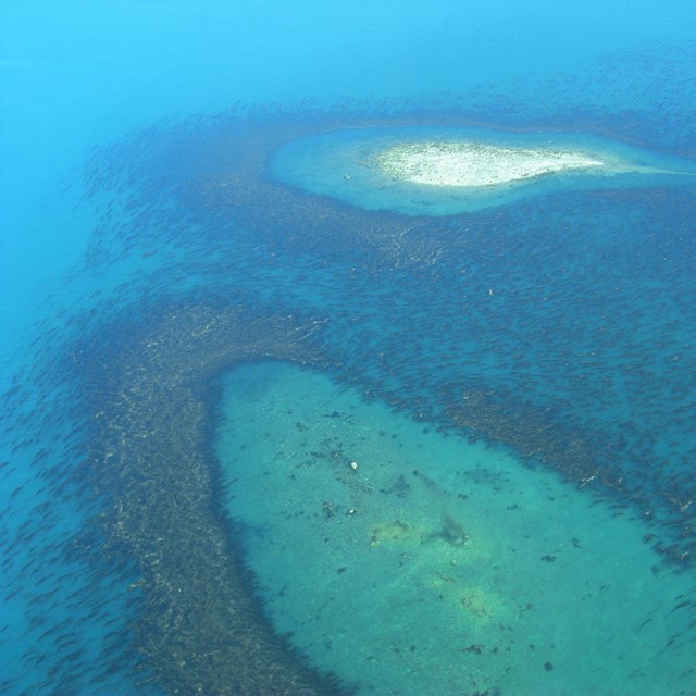 an aerial image of the ocean with schools of fish gathered around islands