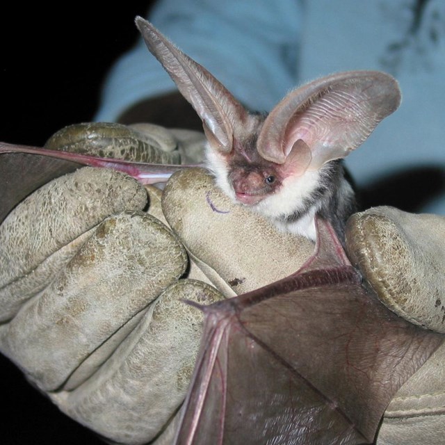 gloved hands holding a brown bat with white patches and very large ears