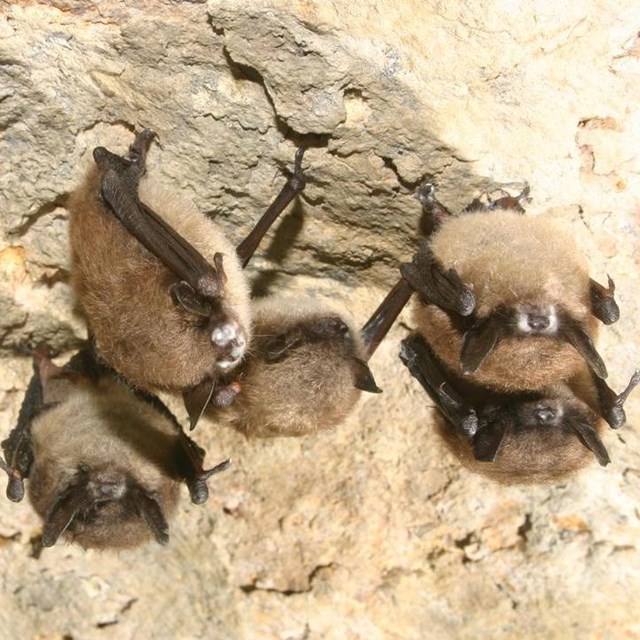 five small brown bats hanging from a wall, four of them have white fuzz around their noses