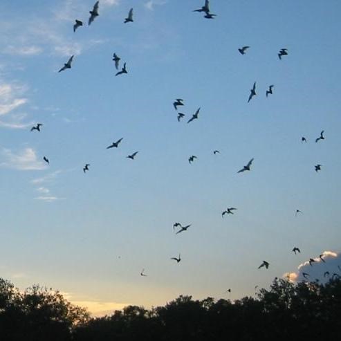 hundreds of flying bats silhouetted against early sunset