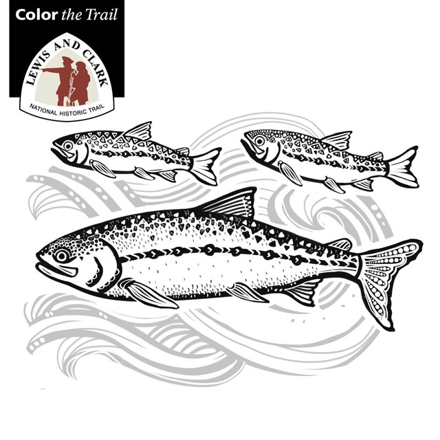 line drawing of a salmon