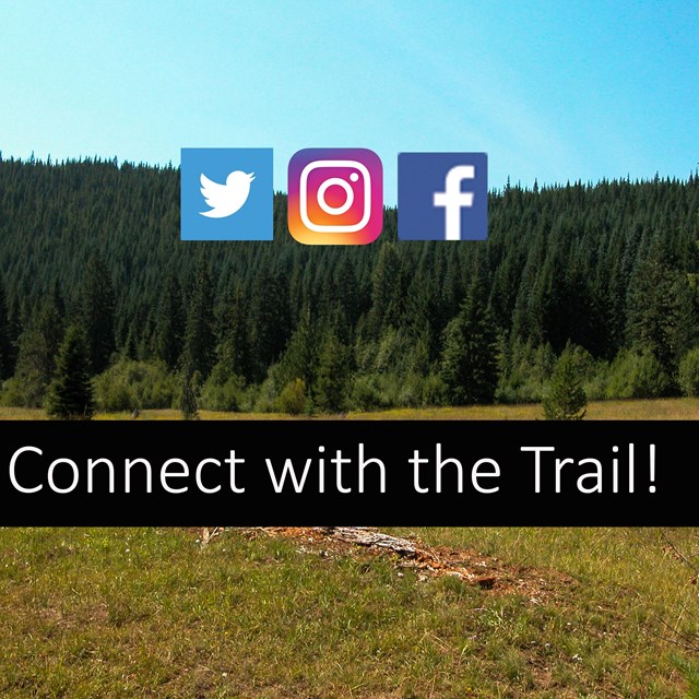 A picture of social media logos on top of an image of a dense conifer forest.